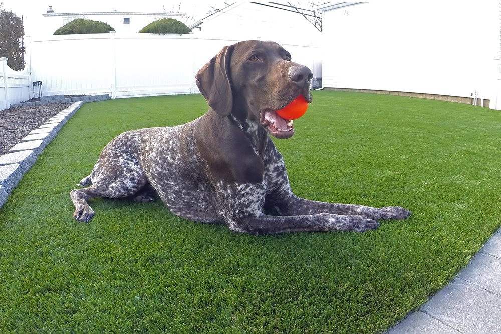 Detroit and all of Michigan artificial turf for dogs